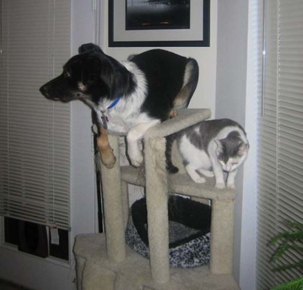 This Dog Thinks He's A Cat