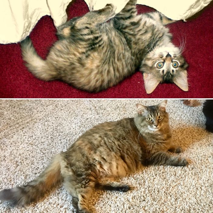 Bailey- Few Months To A Couple Of Years