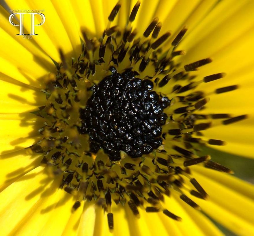 I Spend Hours Every Week Photographing This Small Beauties