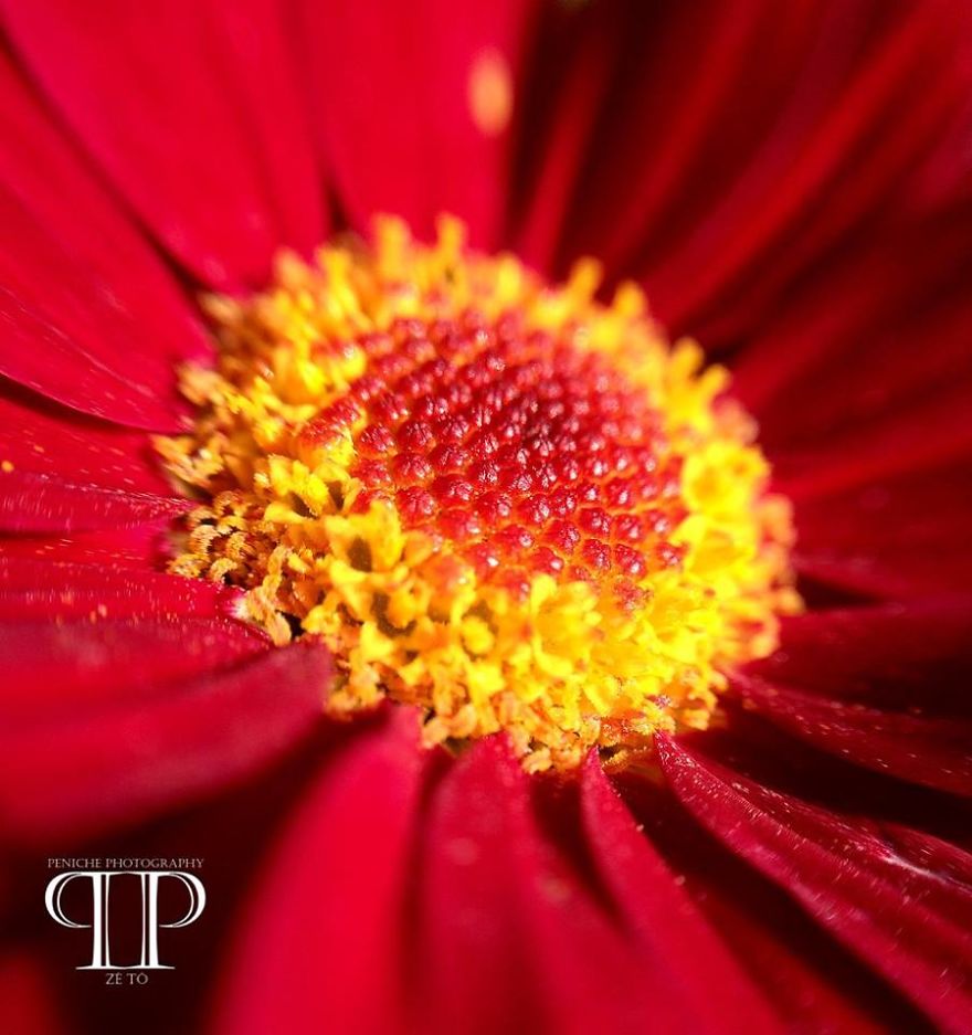 I Spend Hours Every Week Photographing This Small Beauties