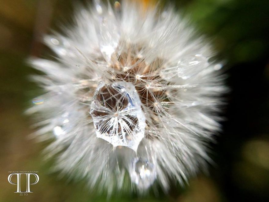 I Spend Hours Every Week Photographing This Small Beauties