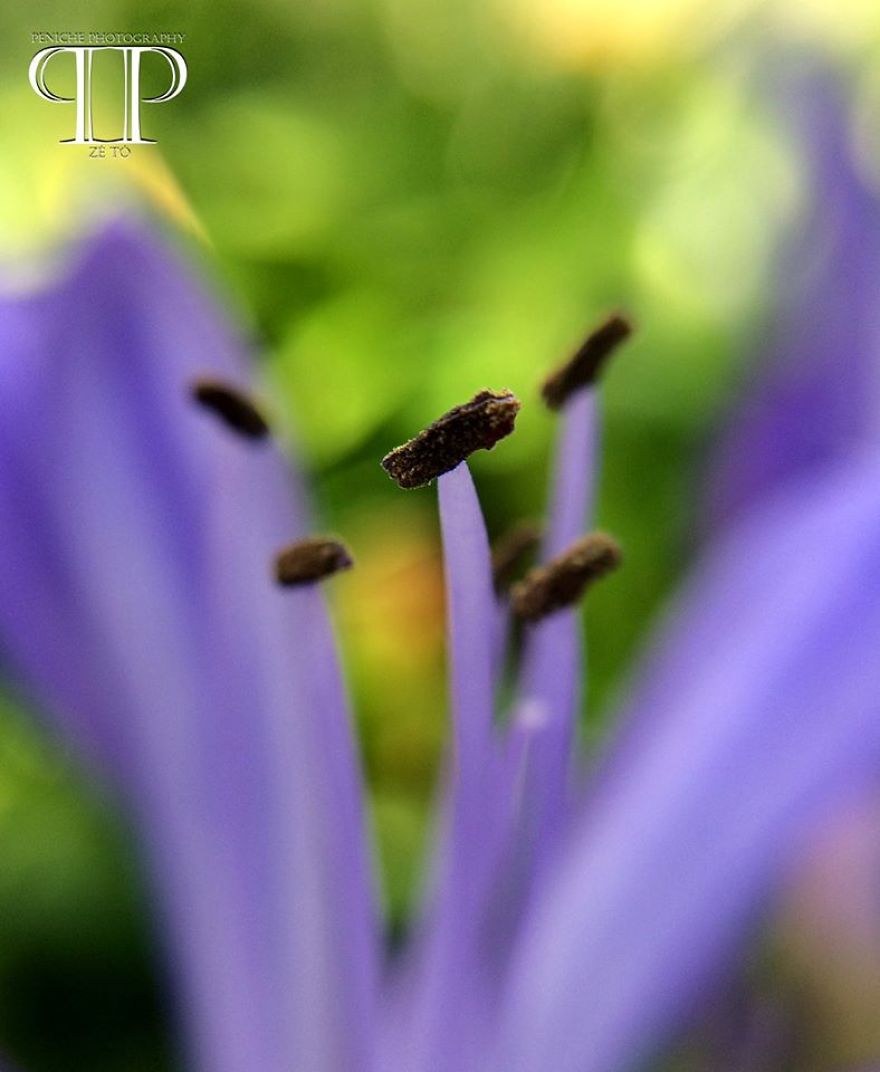 I Spend Hours Every Week Photographing This Small Beauties