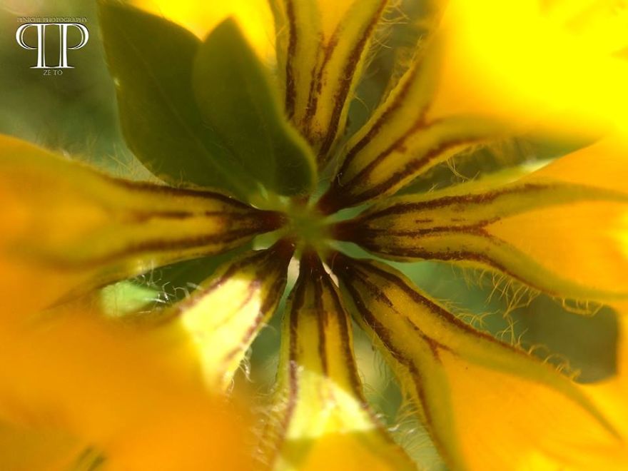 I Spend Hours Every Week Photographing This Small Beauties