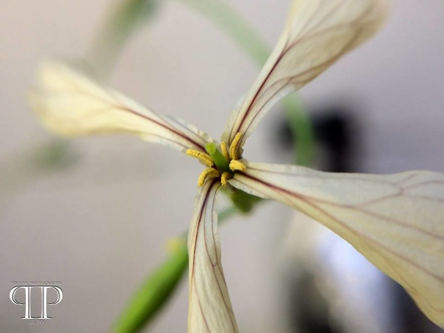 I Spend Hours Every Week Photographing This Small Beauties