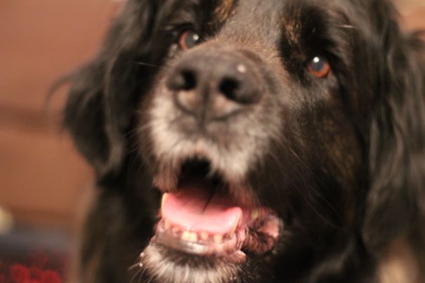 Literally The First Thing I See Everyday. A Big Fat Leonberger Nose Usually Followed By 50kg Of Dog Trying To Come Up For A Cuddle And Somehow She Manages To Step On My Bladder Every Time Xd
