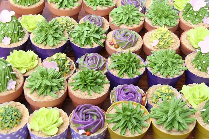 Succulent Cupcakes
