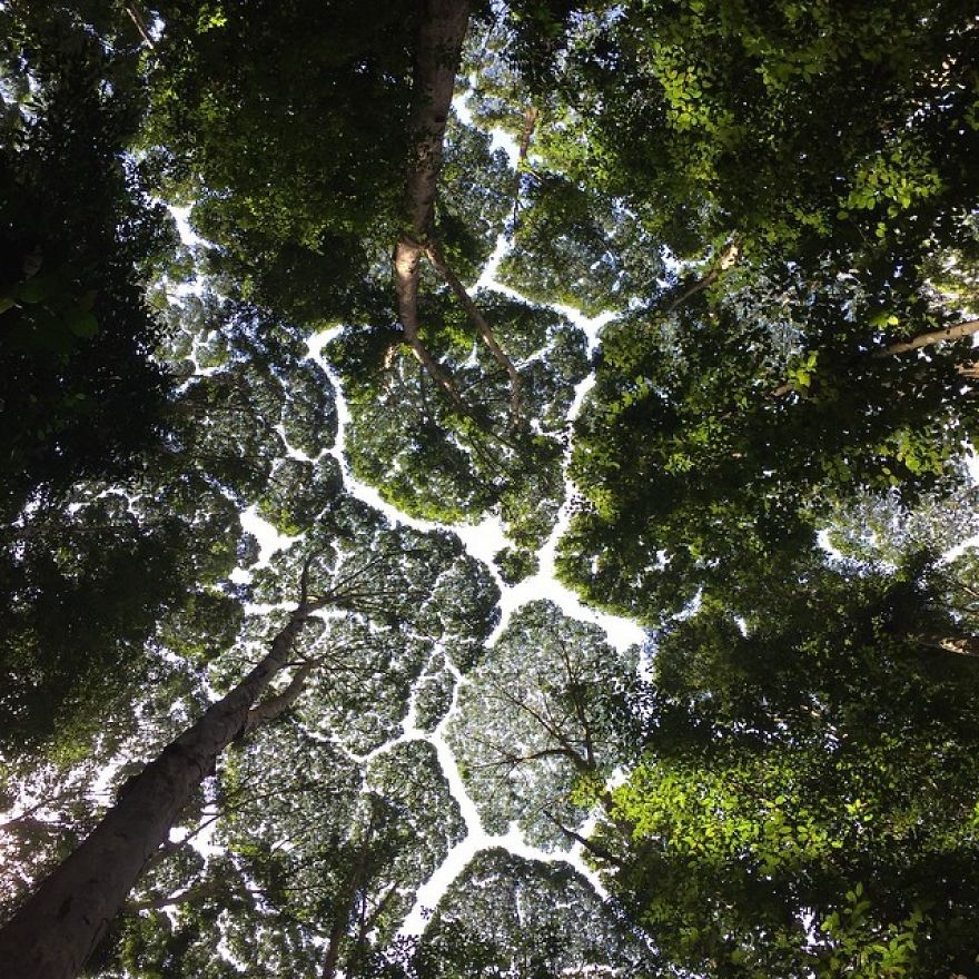 Crown Shyness Trees