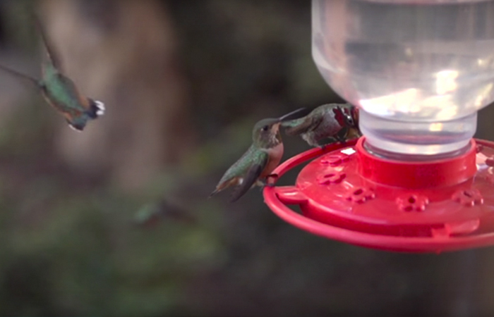 Woman Develops Bond With Over 200 Hummingbirds, Now They Complain If She's Late To Feed Them