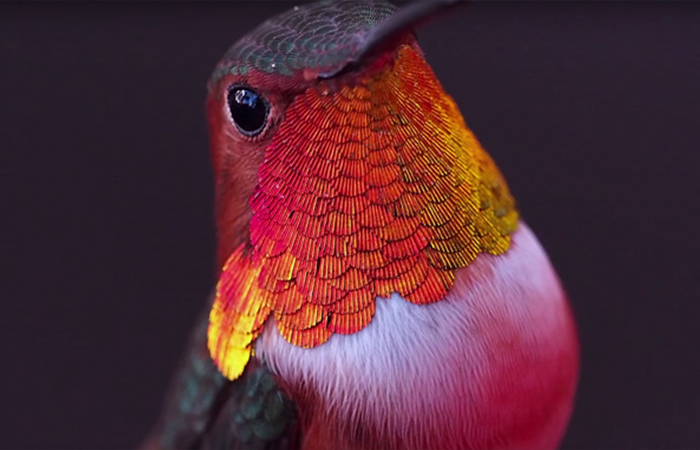 Woman Develops Bond With Over 200 Hummingbirds, Now They Complain If She's Late To Feed Them