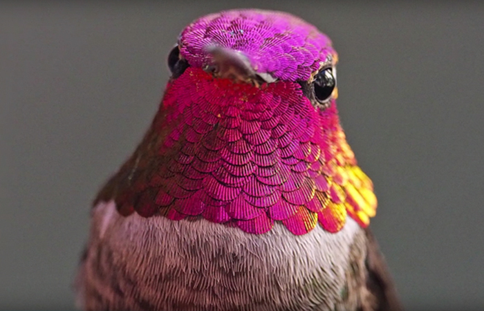 Woman Develops Bond With Over 200 Hummingbirds, Now They Complain If She's Late To Feed Them