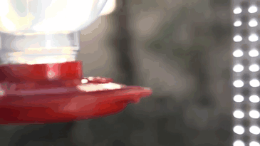 Woman Develops Bond With Over 200 Hummingbirds, Now They Complain If She's Late To Feed Them