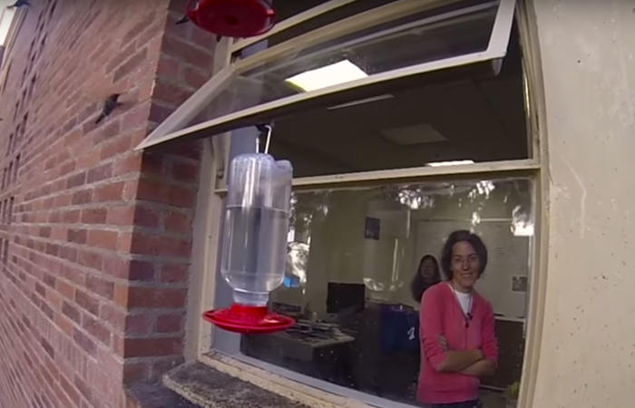 Woman Develops Bond With Over 200 Hummingbirds, Now They Complain If She's Late To Feed Them