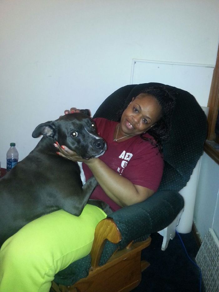 75lb Pitbull Who Thought She Was Supposed To Be Up There