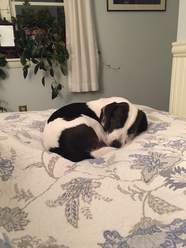 We Call Her "fold-a-pup"