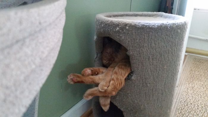 It Is Called A Kitty Condo...