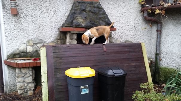 My Beagle Think She Is A Cat