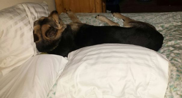 It's Always A Fight For My Pillows With A 110lb Snuggle Bug.