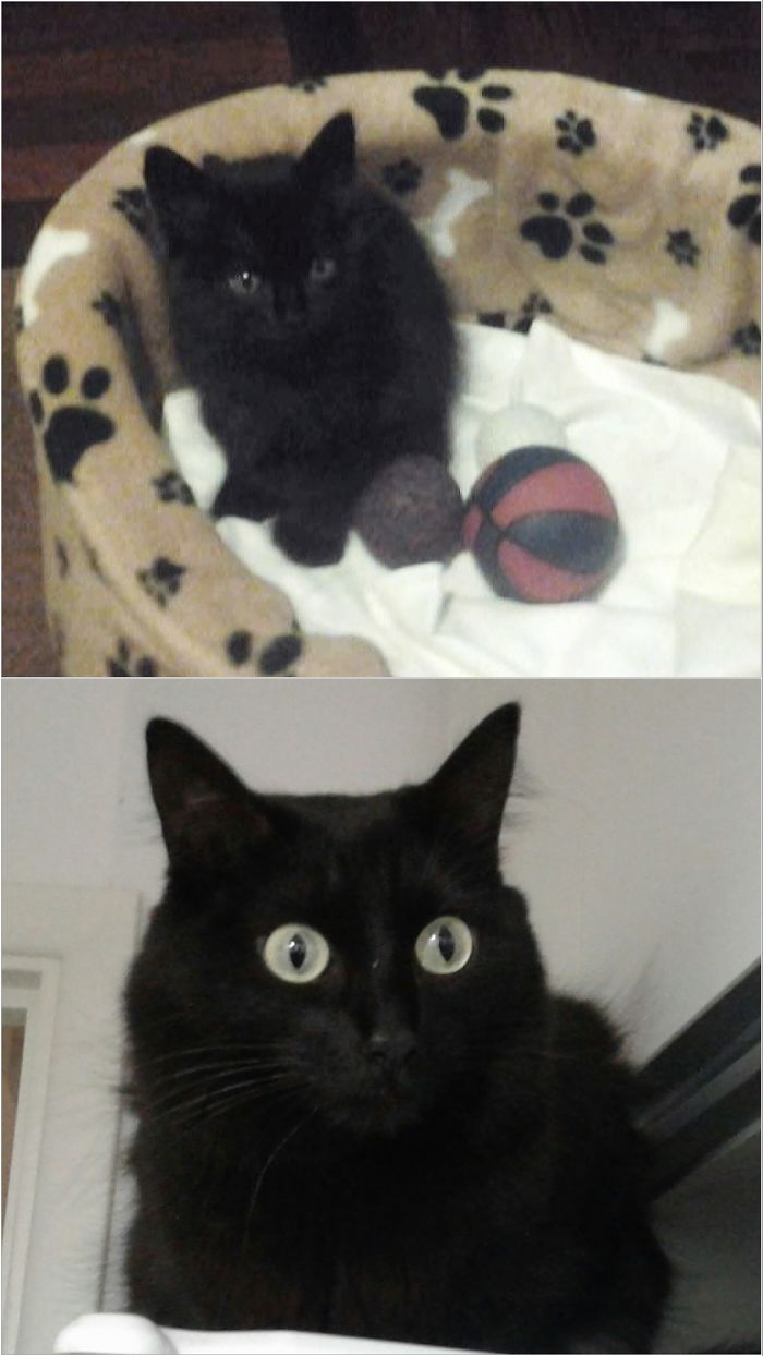 Leia, 1.5 Months / 4 Years, Little Ball Of Darkness