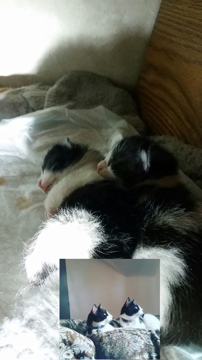 Brothers Fooman And Freckles Just A Few Days Old And A Year And A Half Later.