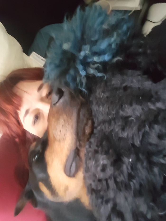 My Morning When I Decide To Sleep In... Two 100lb Dogs Trying To Get As Close As Possible To Me!