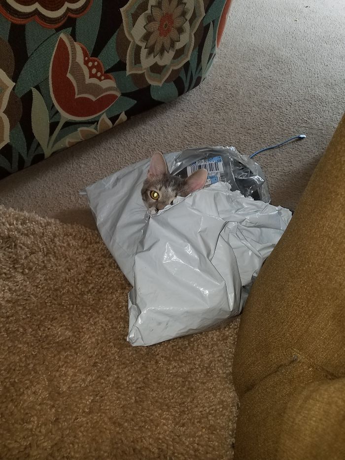 Yep, I Fit Nicely. Can You See Me?