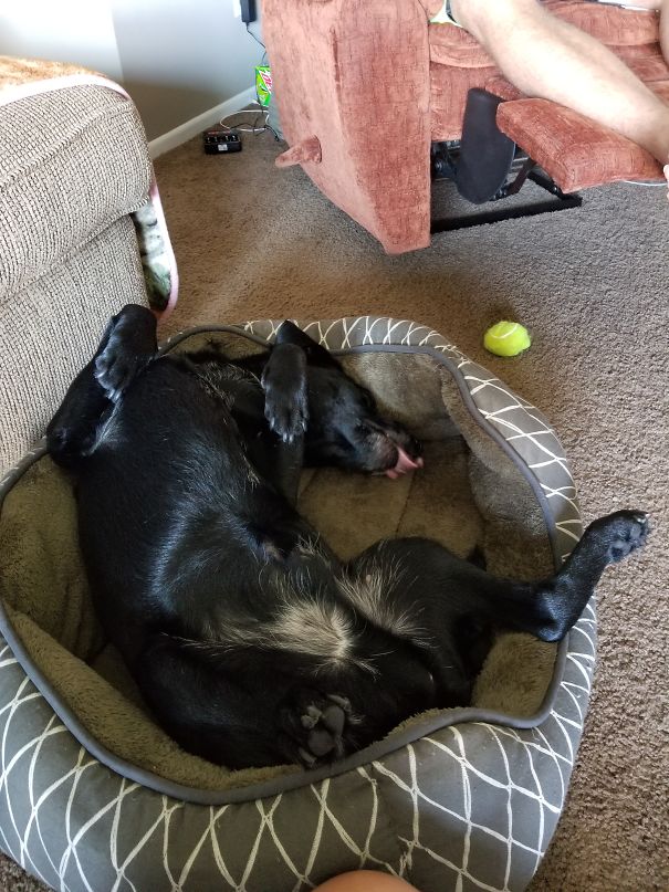 Took A Nap, Woke Up To Him Sleeping Like This... To Each Their Own.