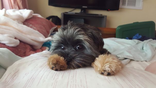 6 Pounds Of Teagan Every Morning Jumping On My Boob. "time For Our Walk Mom!" She Says. Can't Even Be Mad.