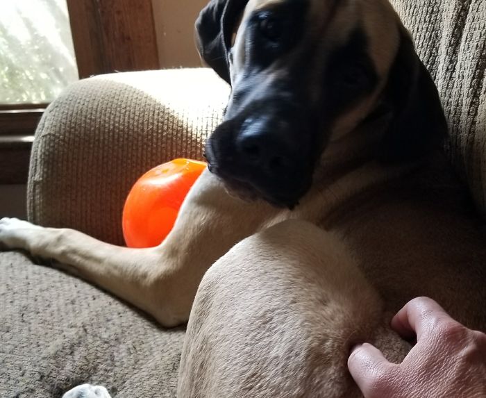 My 120+ Lbs Daniff Karma Who Thinks She Owns Mea