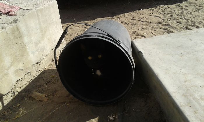 Oh Well, Guess I Won't Be Needing The Bucket.