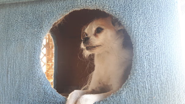 Einstein Is Smaller Than The Cats Who Raised Him - He's Sure He's Feline, Not Canine.