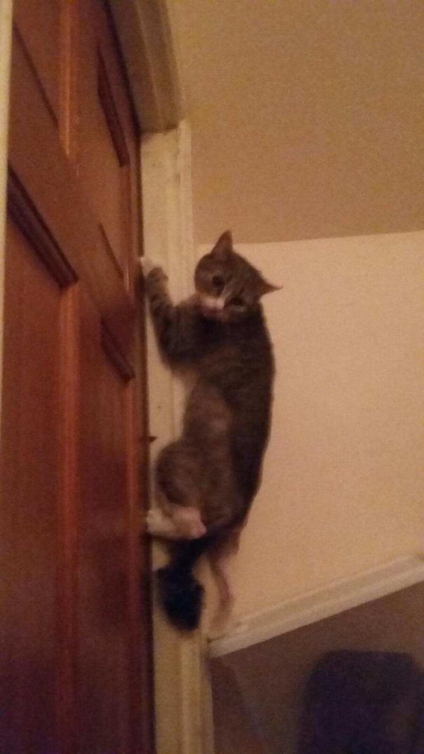 Spidercat