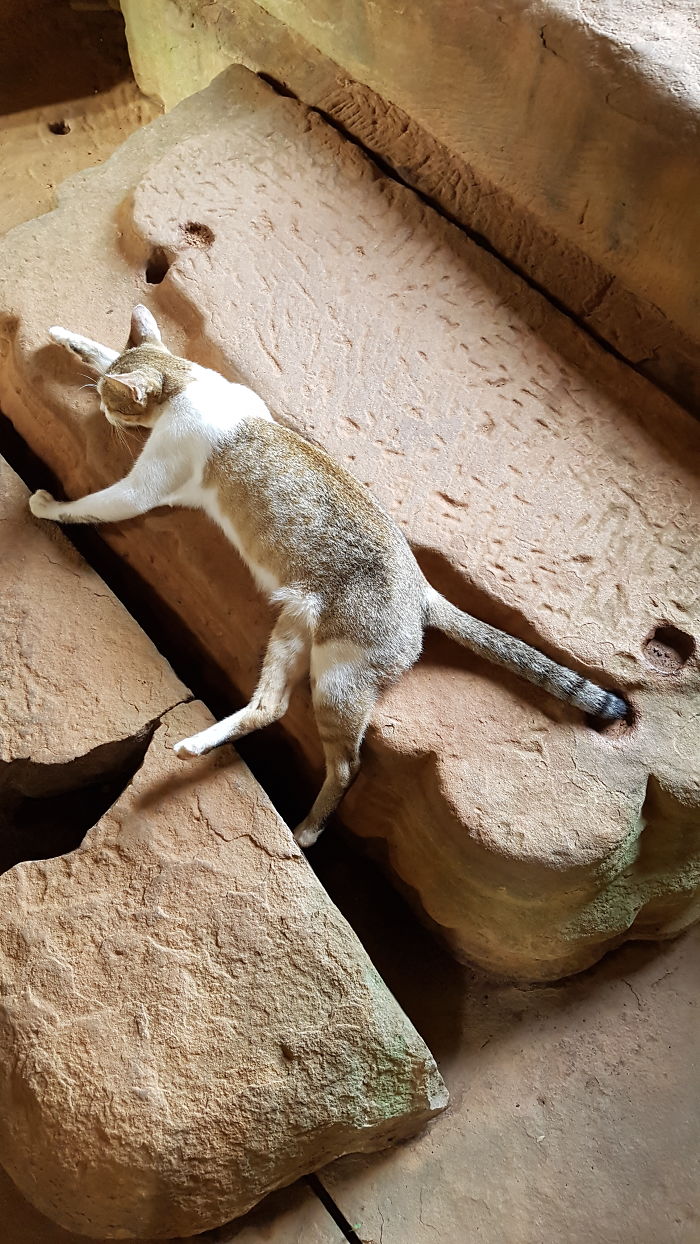 Temple Cat Ginds Perfect Nap Position
