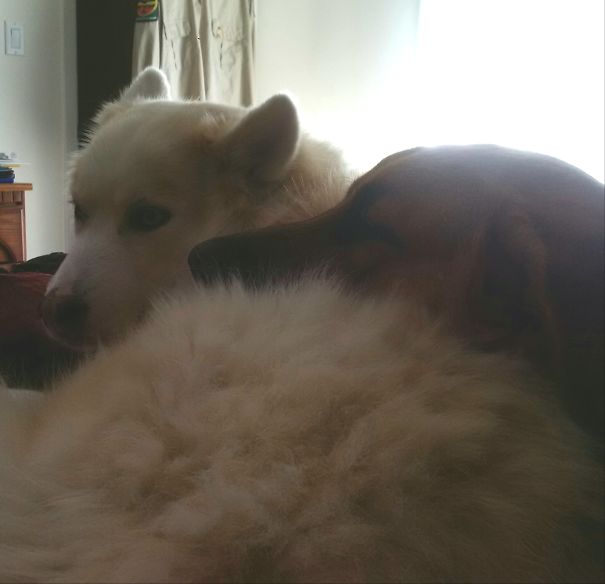 Boyfriend Left For Work Early. Woke Up To My Boys Kepping Me Warm.