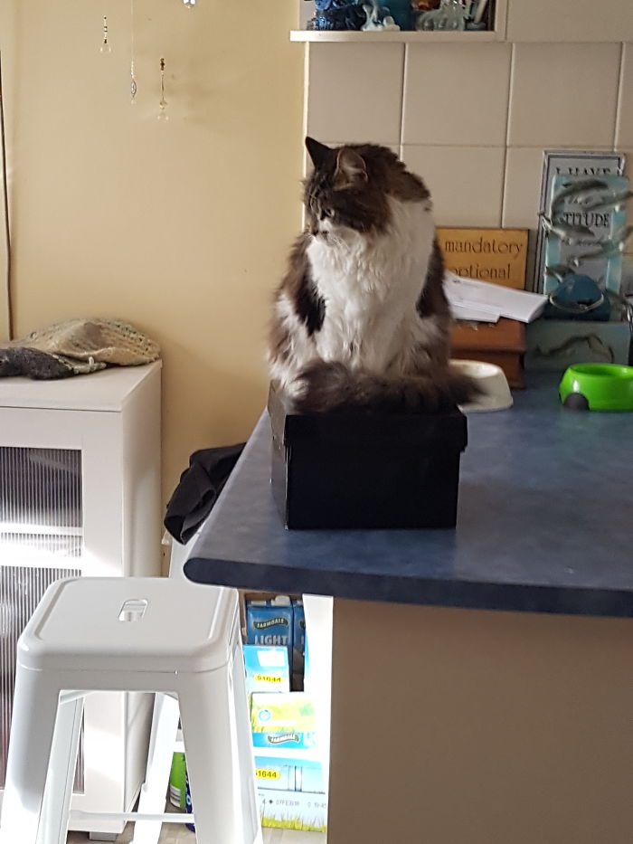 This Is Mine Now Says Shelley