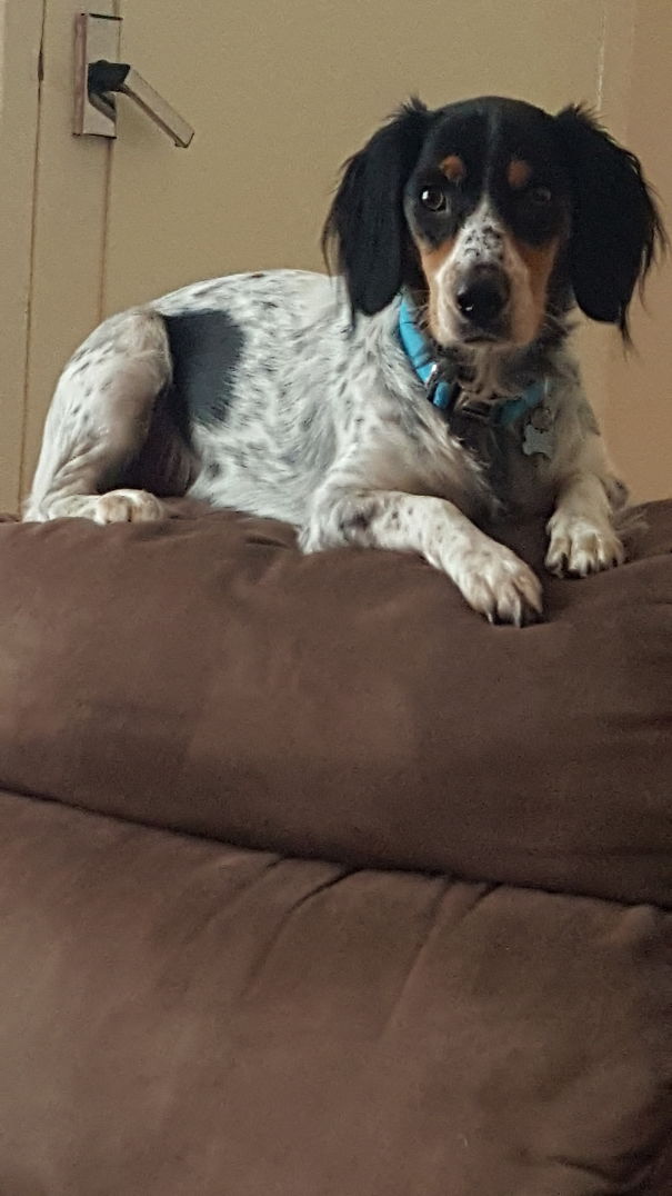 Pretending To Be A Cat