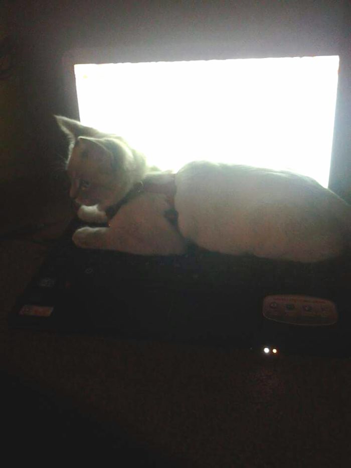 Boxie Again She Took Over My Laptop