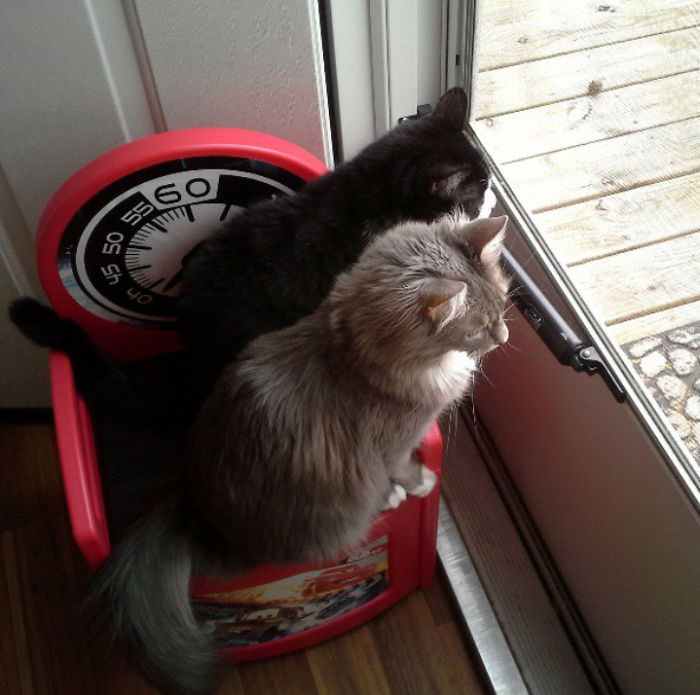 If We Fits, We Sits And Watch For Birds.