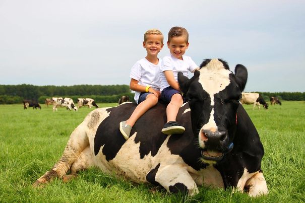 @facebook.com/gerritwilma Knuffel Koeien Boerderij