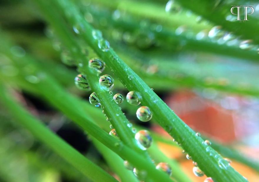 I Spend Hours Every Week Photographing This Small Beauties