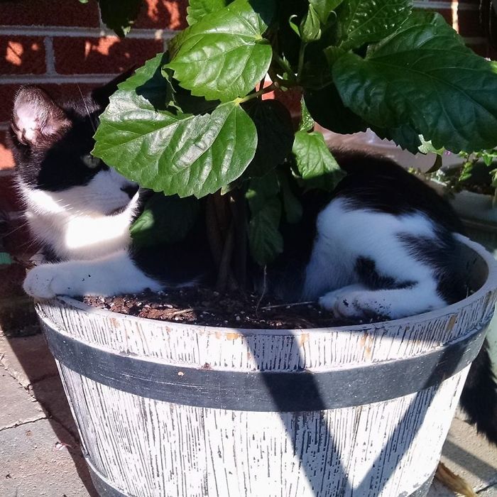 Prince Milo Says I Fits, I Sits And Hides