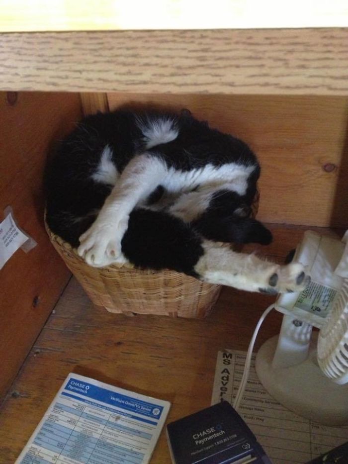 Smudge, He Went From Feral Cat To Office Cat At The Barn I Worked At To Eventually Being Mine, He's Not Small Either!