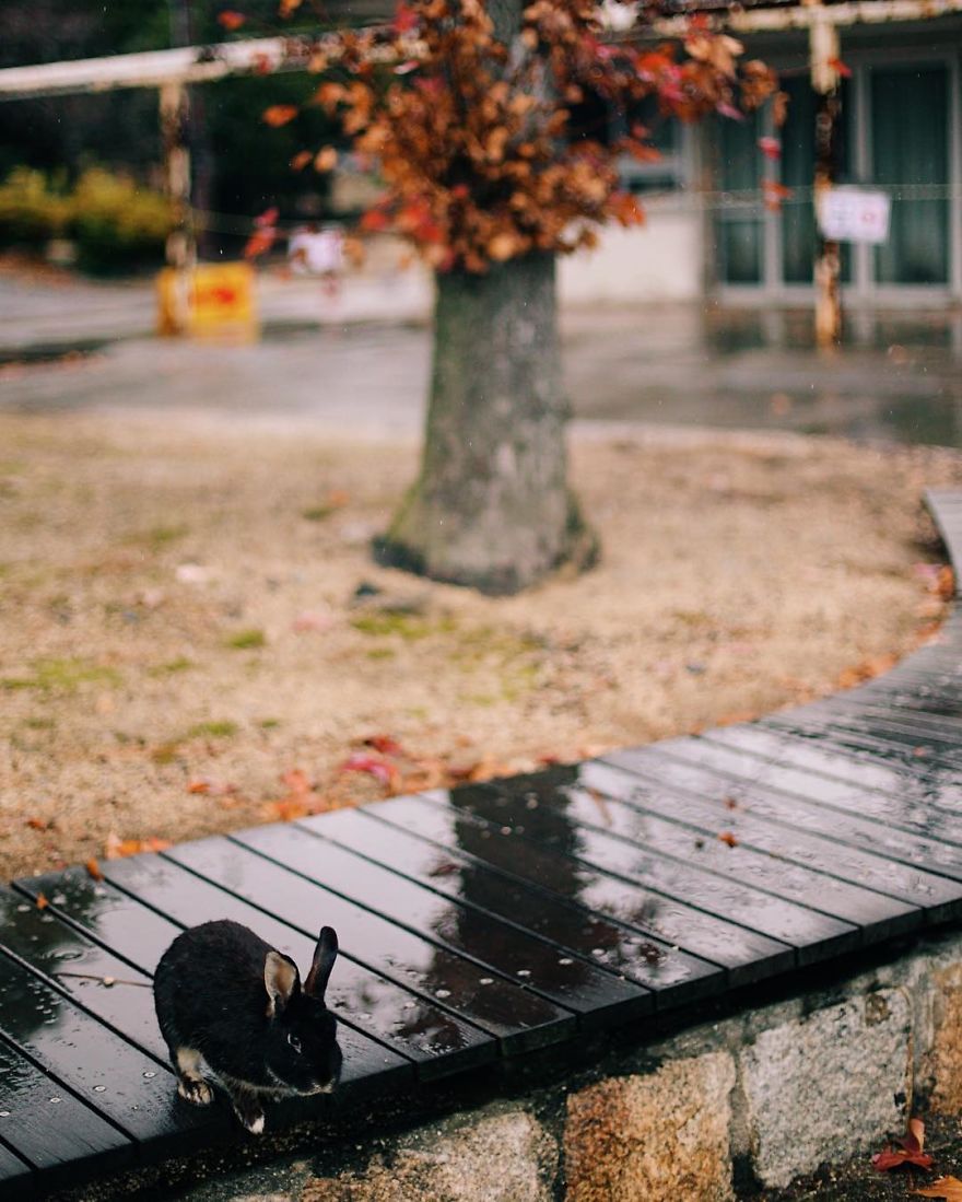 Okunoshima, Rabbit Island In Japan