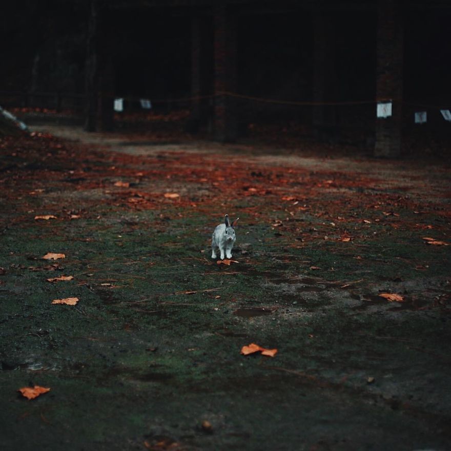 Okunoshima, Rabbit Island In Japan
