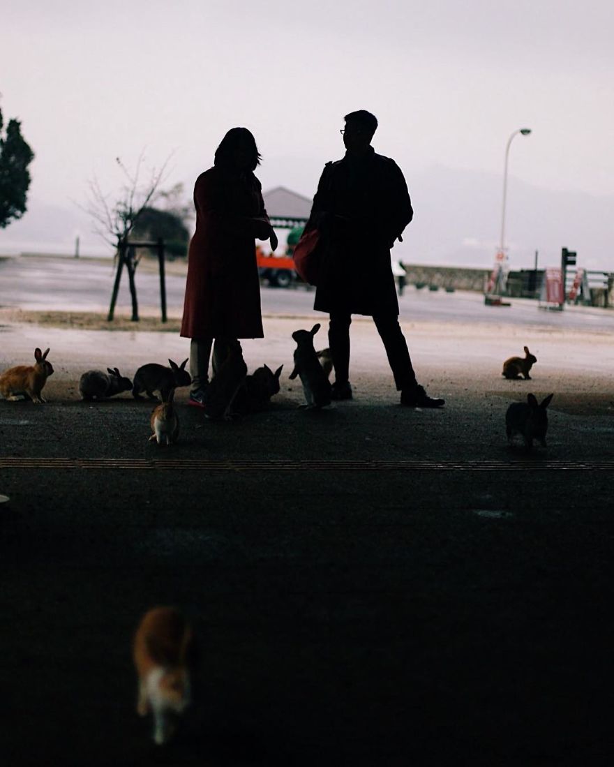 Okunoshima, Rabbit Island In Japan