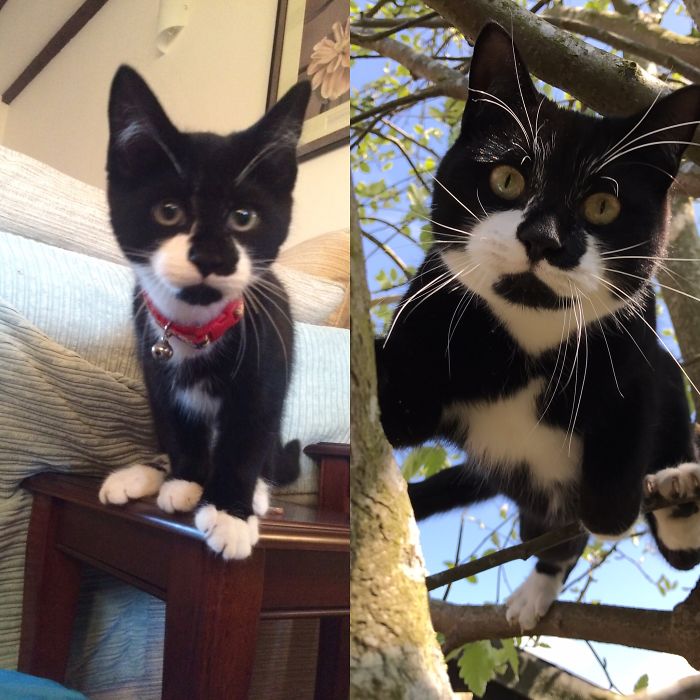 Butler Aged 3 Months And 14 Months