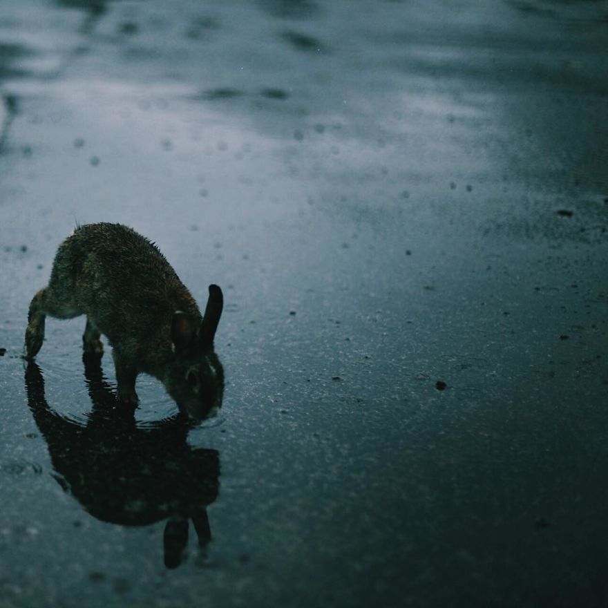 Okunoshima, Rabbit Island In Japan