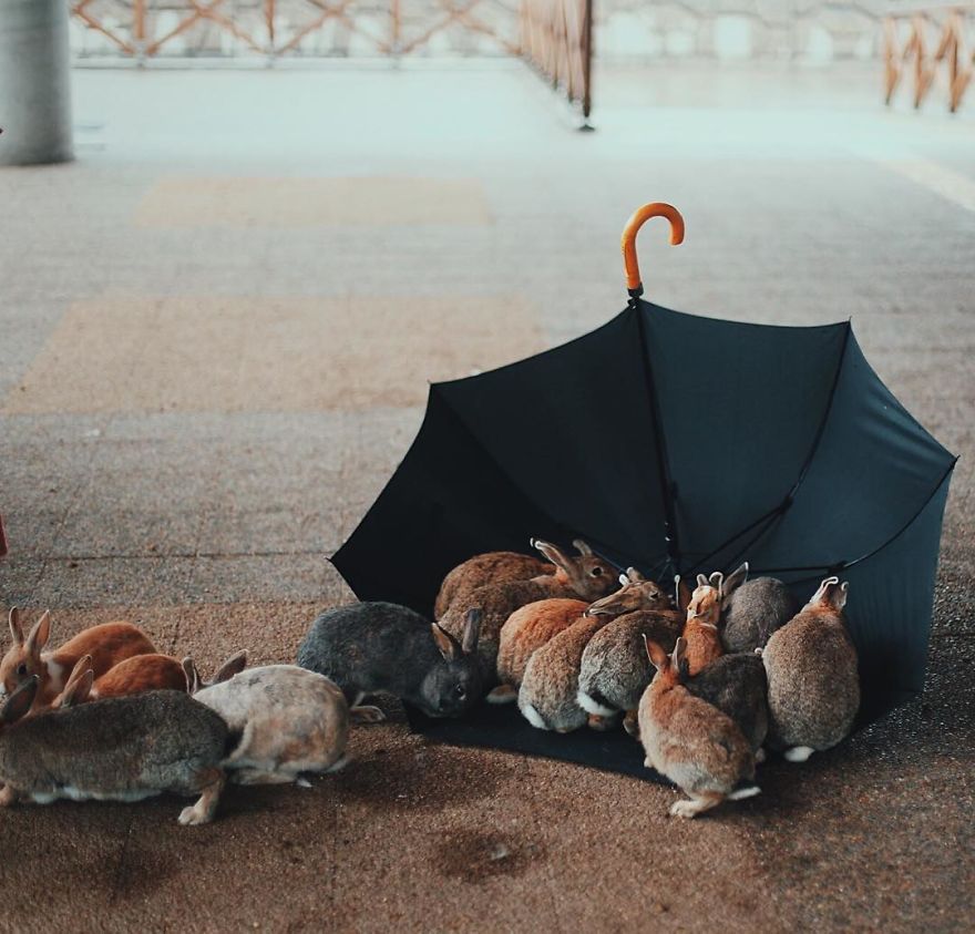 Okunoshima, Rabbit Island In Japan