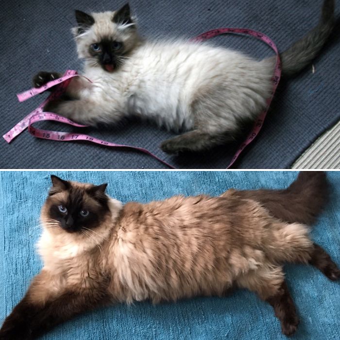 Mushu 13 Weeks And 7 Years