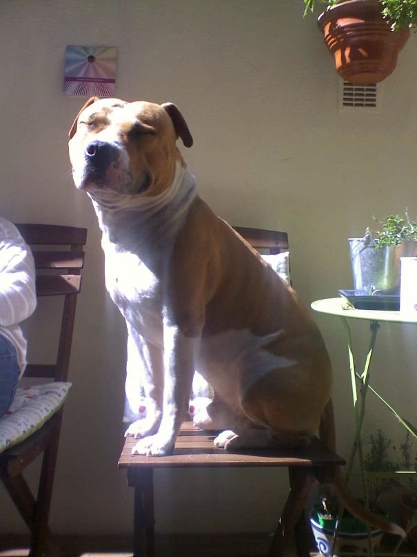 "i Am A Cat, I Am A Cat, I Am A Cat..."