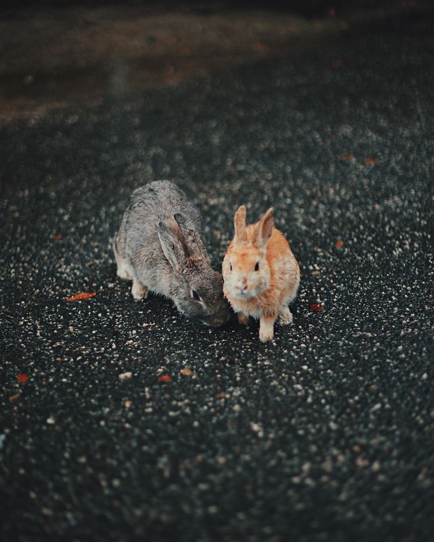 Okunoshima, Rabbit Island In Japan